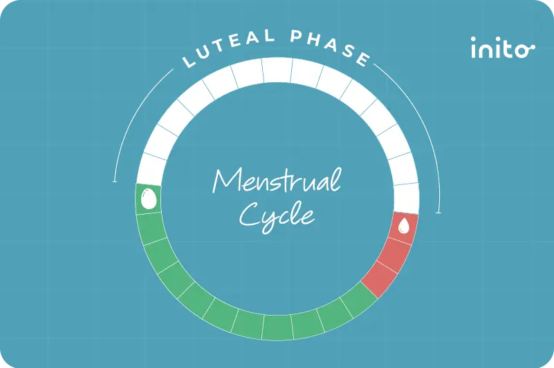lengthen the luteal phase