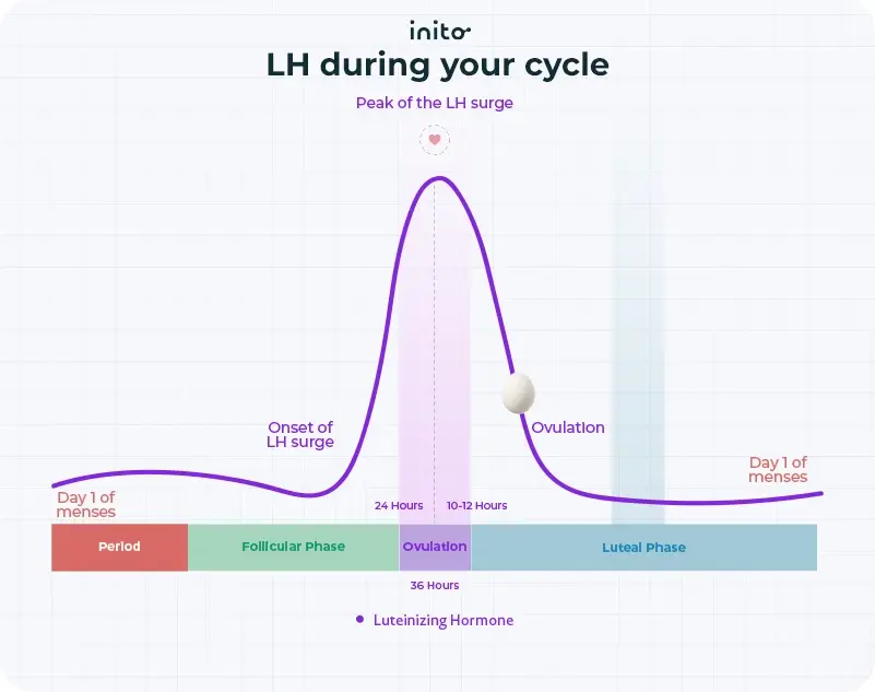 LH during your cycle