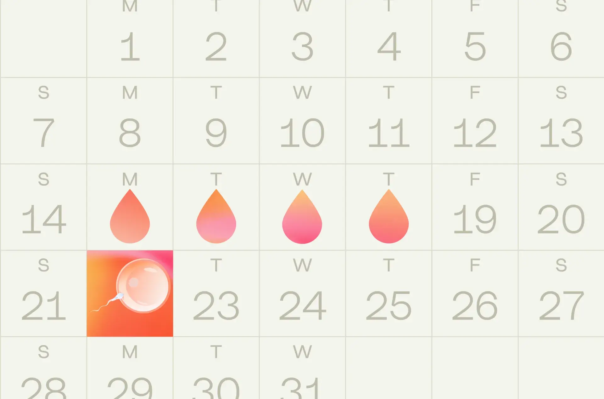 Can you get pregnant right after your period