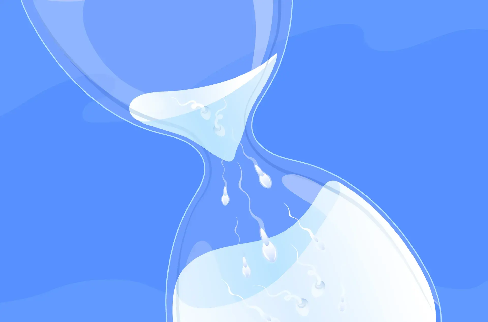 Sperm Life Span