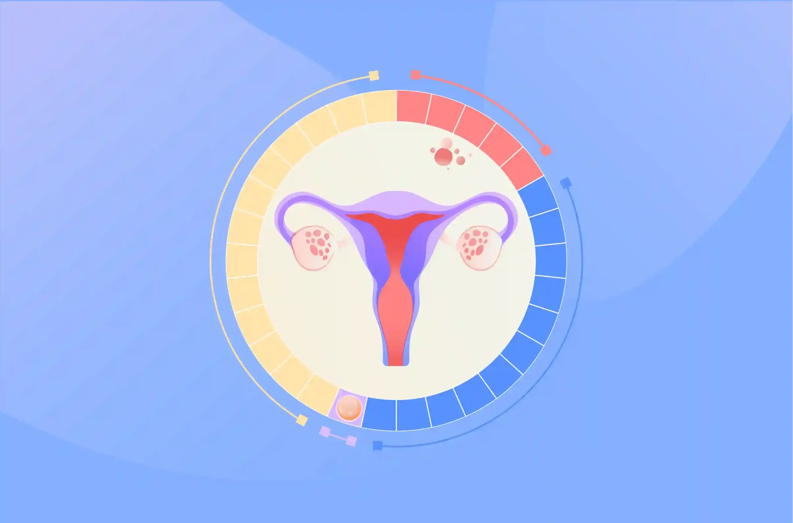 menstrual cycle basics​