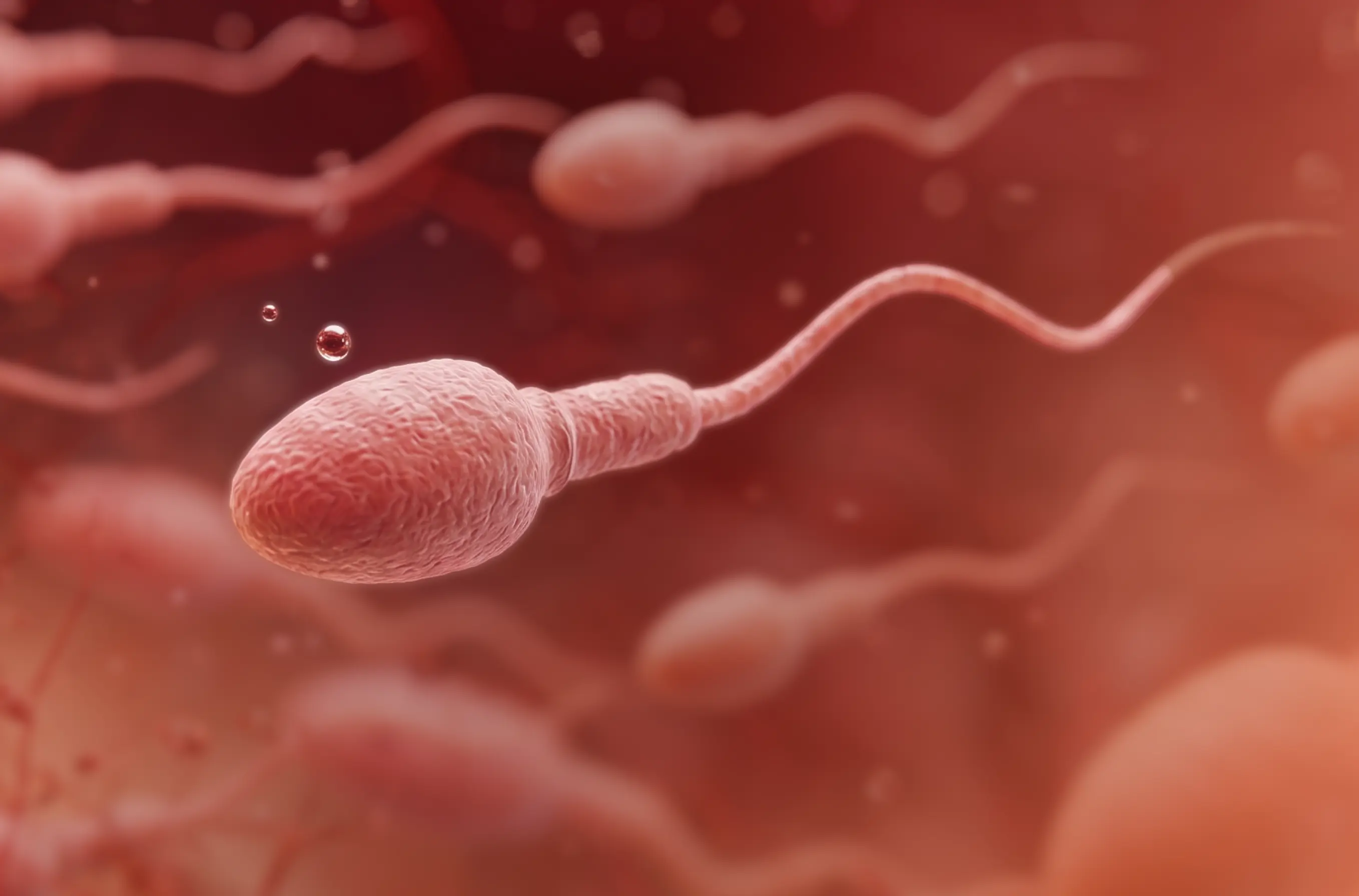 Healthy sperm