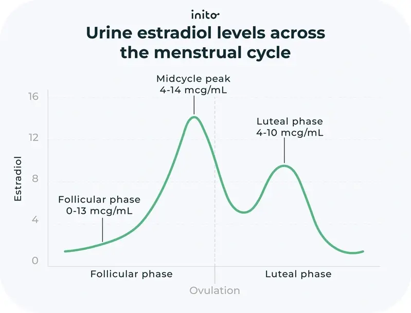 Urine estradiol levels across the menstrual cycle
