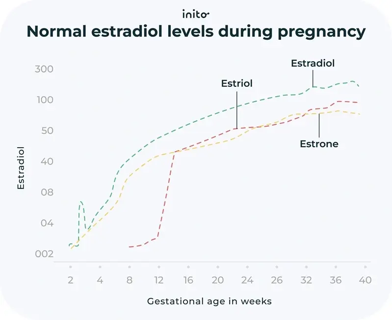 Normal estradiol levels during pregnancy
