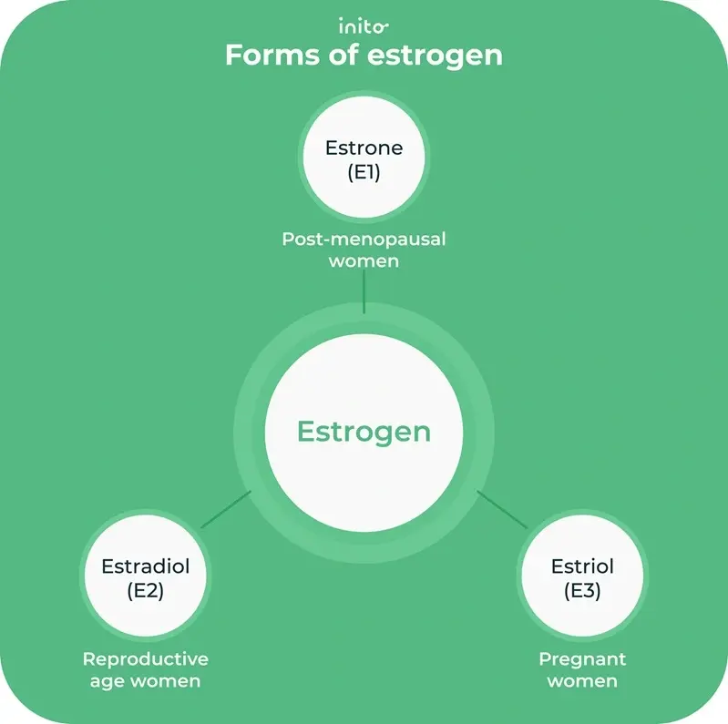 Forms of estrogen: estrone, estradiol, and estriol explained
