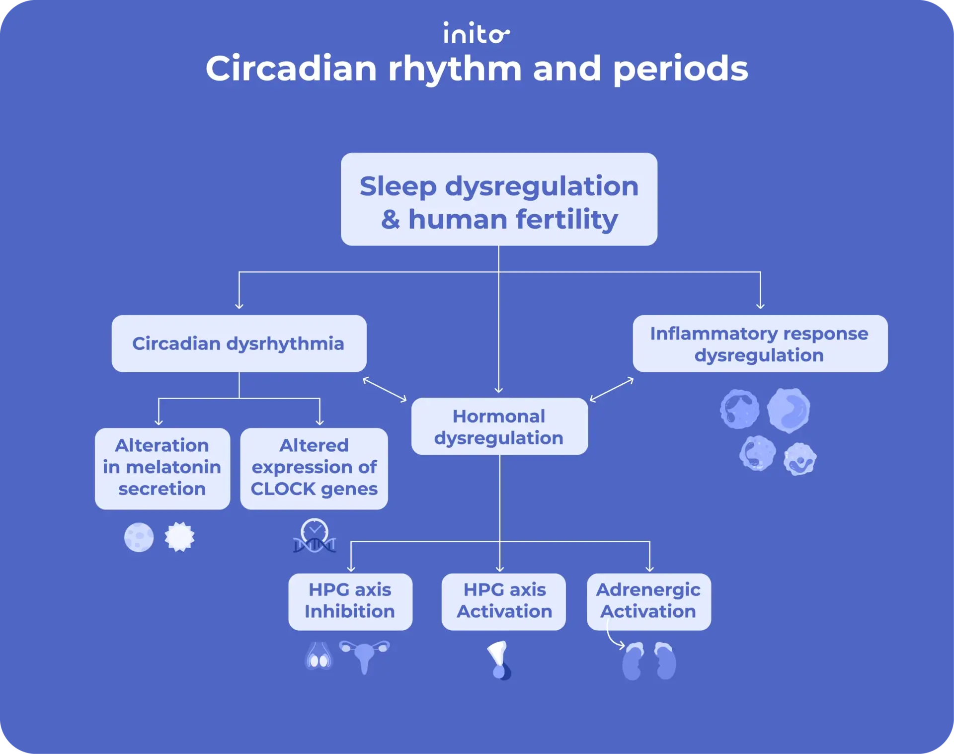 Circadian rhythm and periods