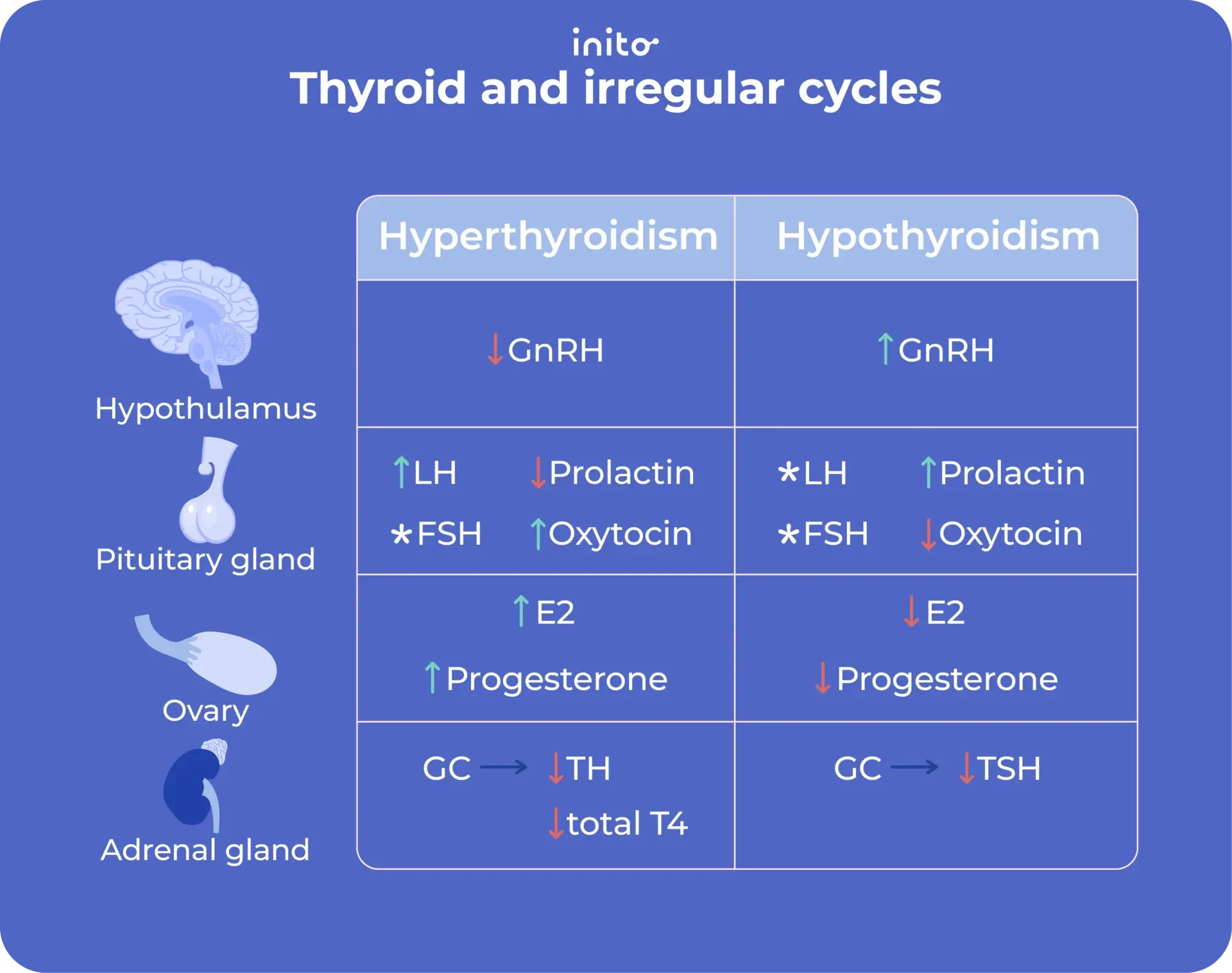Thyroid and irregular cycles