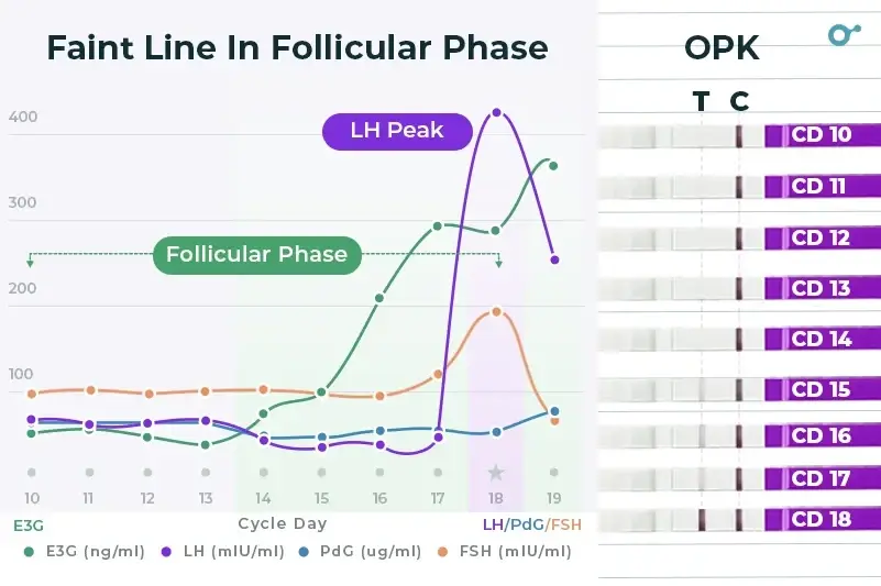 Faint line in follicular phase