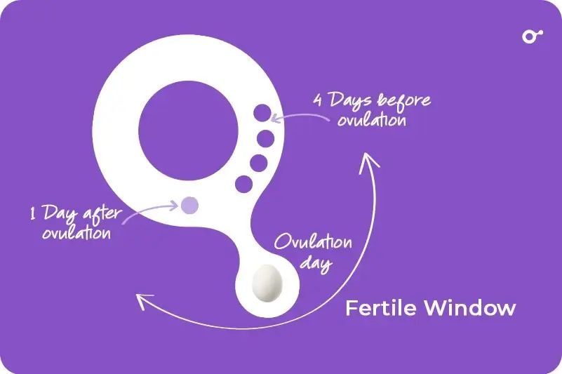 Fertile window