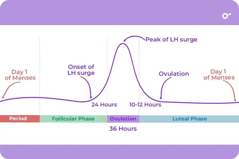 What is LH and what does it do