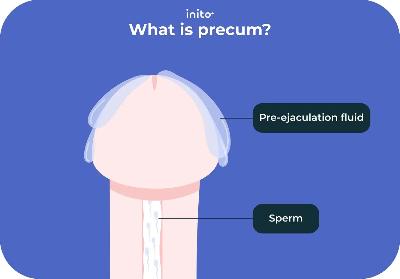 What is precum 